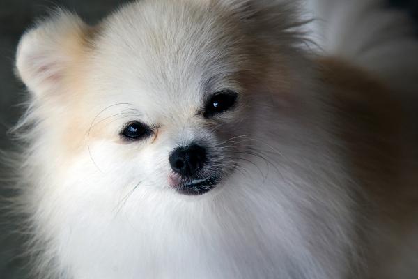 15 razas de perros blancos pequeños y esponjosos que parecen peluches - Chihuahua de Pelo Largo Blanco