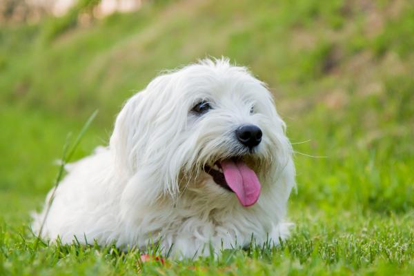 15 razas de perros blancos pequeños y esponjosos que parecen peluches - Coton de Tuléar