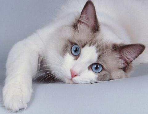 Cuál es la edad para esterilizar a mi gato