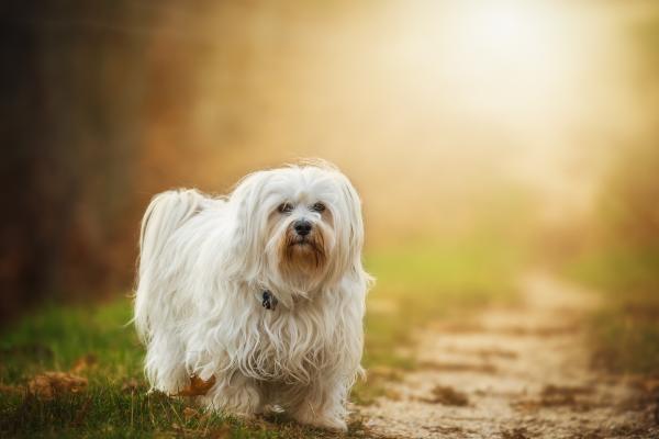 15 razas de perros blancos pequeños y esponjosos que parecen peluches - Havanese Blanco