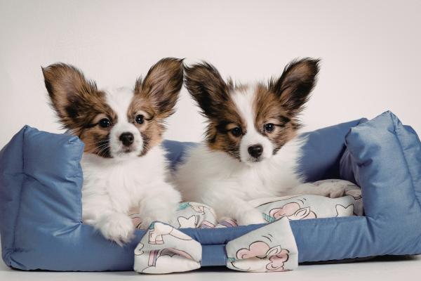 15 razas de perros blancos pequeños y esponjosos que parecen peluches - Papillón Blanco