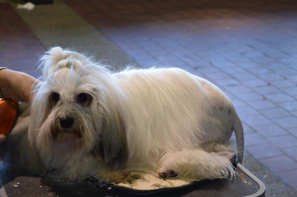 15 razas de perros blancos pequeños y esponjosos que parecen peluches - Pequeño Perro León Blanco