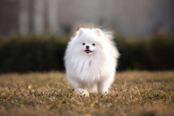 15 razas de perros blancos pequeños y esponjosos que parecen peluches - Pomerania Blanco