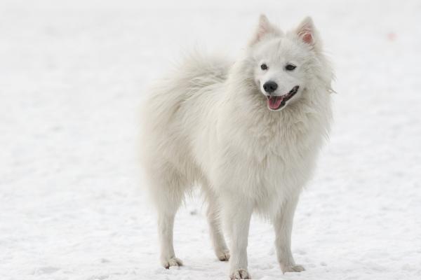 15 razas de perros blancos pequeños y esponjosos que parecen peluches - Spitz Japonés