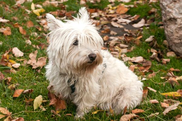 15 razas de perros blancos pequeños y esponjosos que parecen peluches - Terrier Escocés Blanco