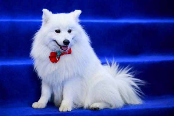 15 razas de perros blancos pequeños y esponjosos que parecen peluches - Volpino Italiano