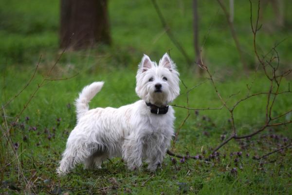 15 razas de perros blancos pequeños y esponjosos que parecen peluches - West Highland White Terrier