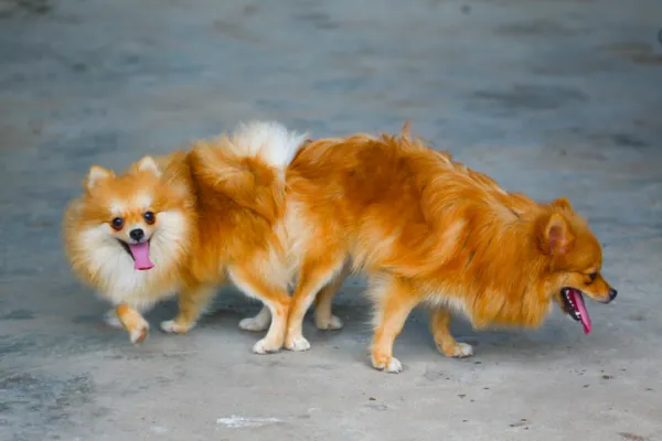 los perros se aparean