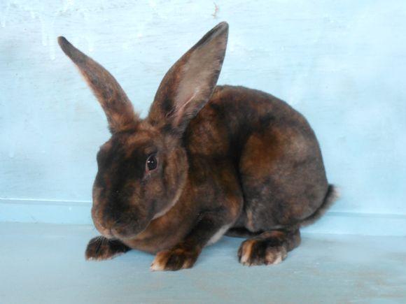 Cómo son los conejos rex