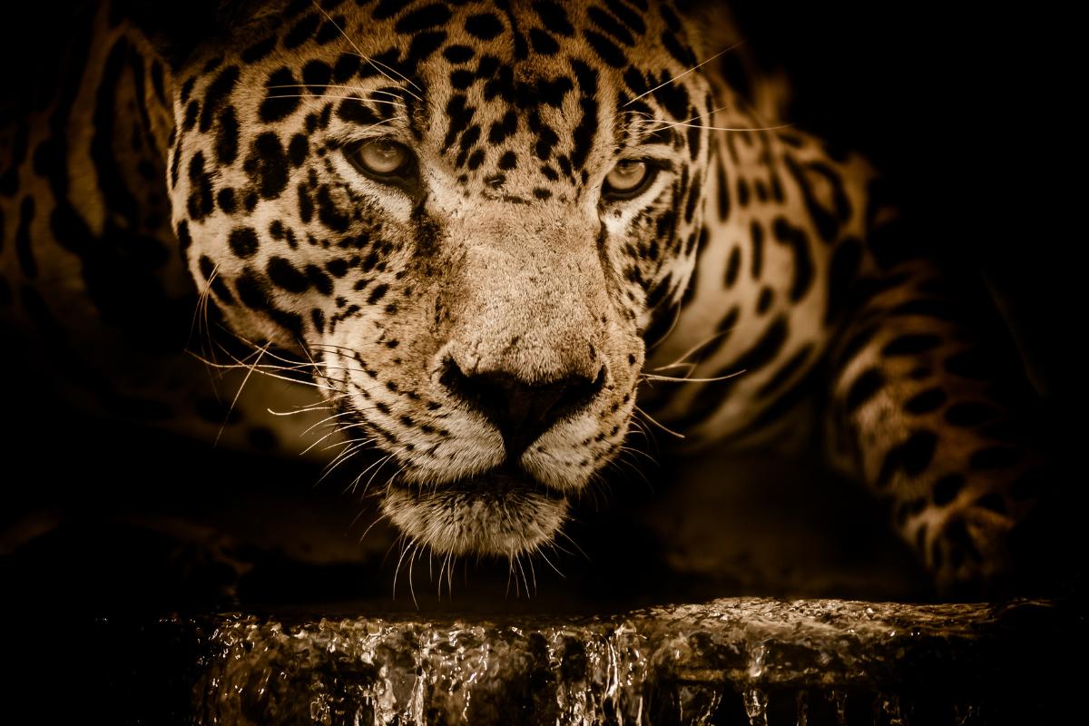 Cuál es mi nahual maya según mi fecha de nacimiento