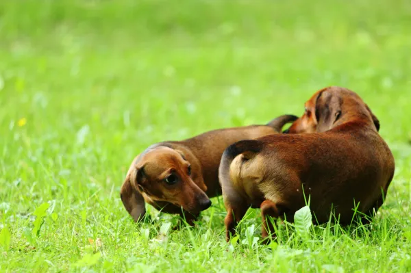 los perros se aparean