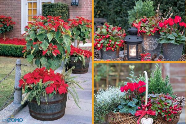 Cómo decorar el jardín en Navidad - Plantas de Navidad