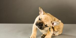 Cómo tratar la dermatitis de mi perro