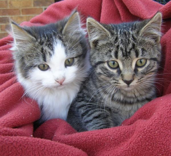 Cómo ayudar a mi gata a parir