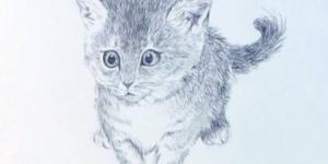 Cómo dibujar un gato real a bolígrafo