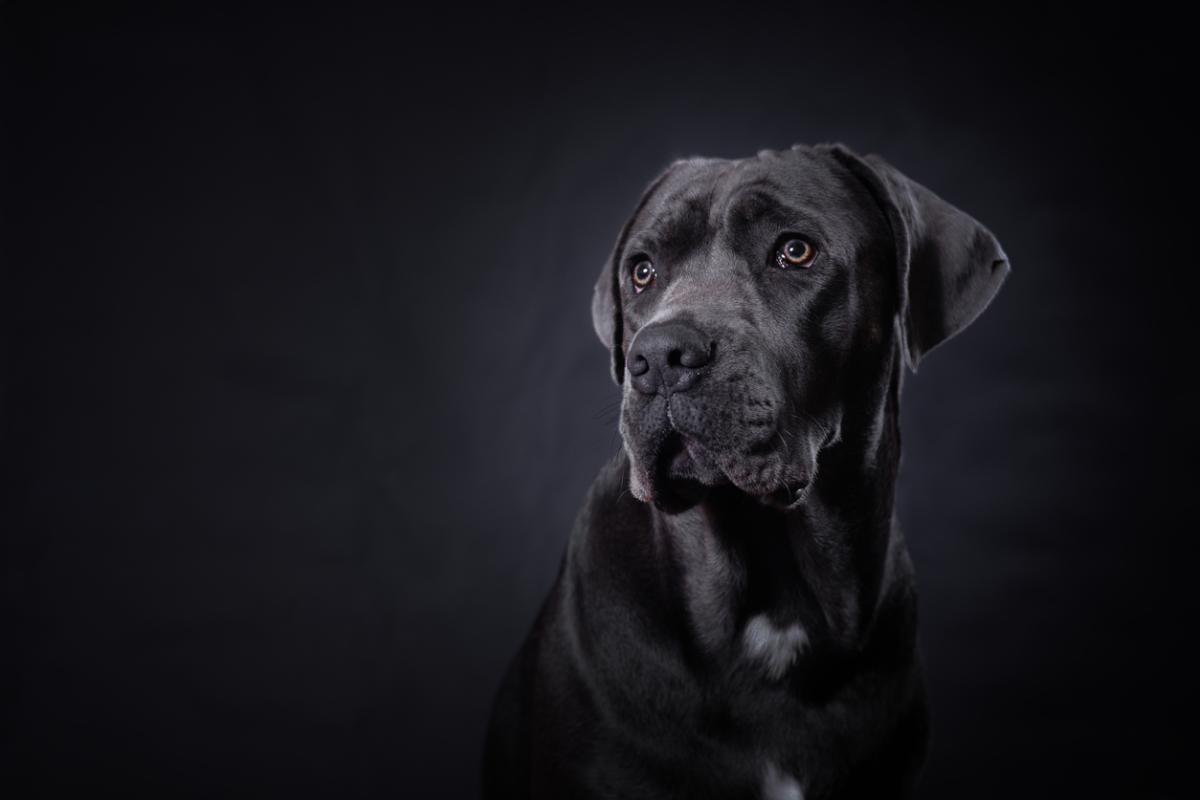Alimentos para mejorar el pelo del perro