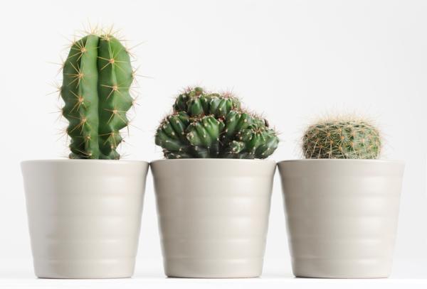 Dónde colocar los cactus según el Feng Shui