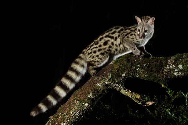 Cómo los animales nocturnos pueden ver en la oscuridad - Lista de animales nocturnos y semi-nocturnos