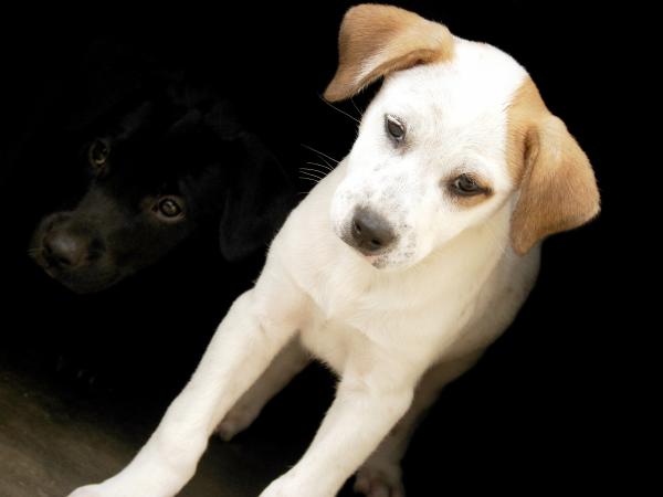 Constantes vitales normales de los perros