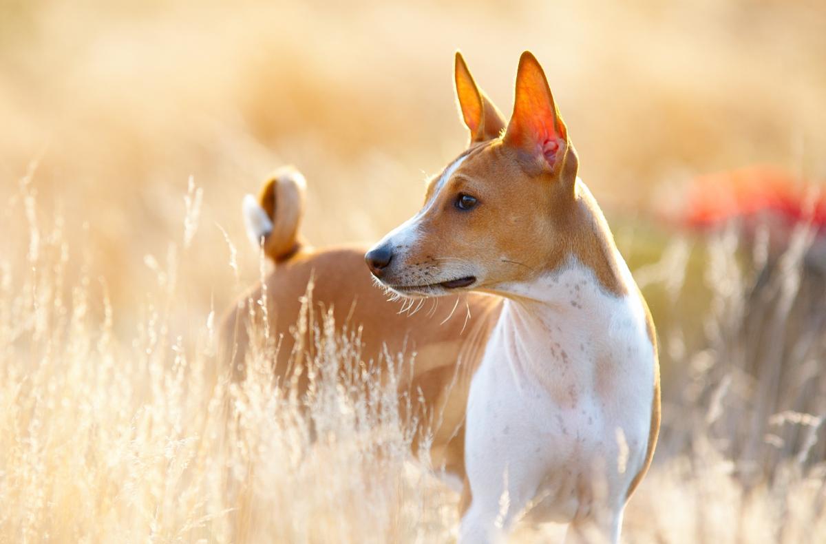 Cuáles son los cuidados de un basenji