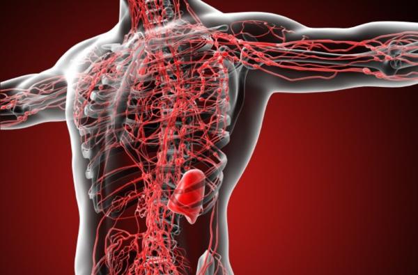 Sistemas del cuerpo humano y sus funciones - Sistema linfático