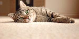 Cómo eliminar el olor de orina de gato en la alfombra