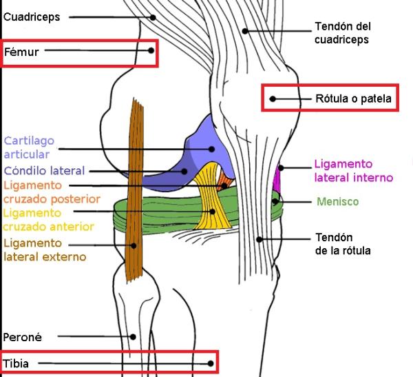 Cómo se llama el hueso de la rodilla - Los huesos de la rodilla son 3 