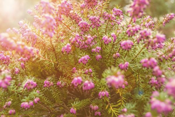 Cuidados del brezo - Cómo cuidar de la planta brezo