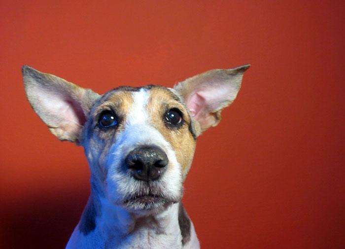 como despiertas a un perro sordo