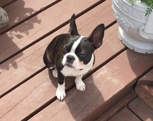 un perro que parece un bulldog con orejas largas