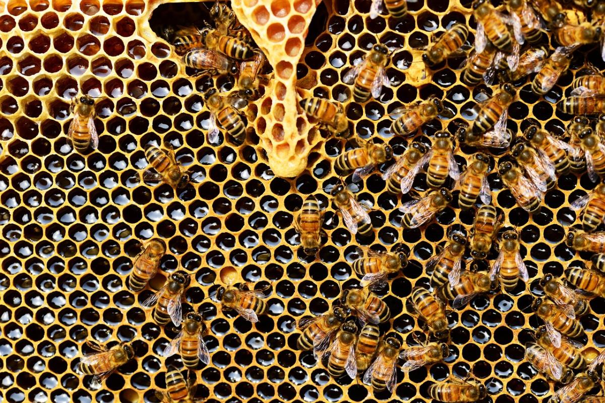 Cómo hacen la miel las abejas