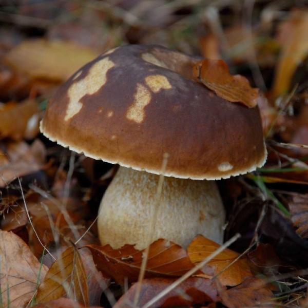 Cuáles son los beneficios de los hongos