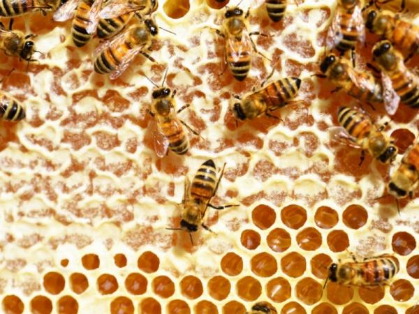 Cómo hacen la miel las abejas - Qué producen las abejas