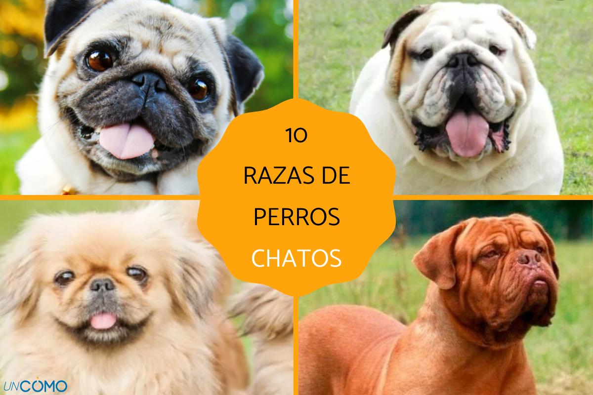 Razas de perros chatos
