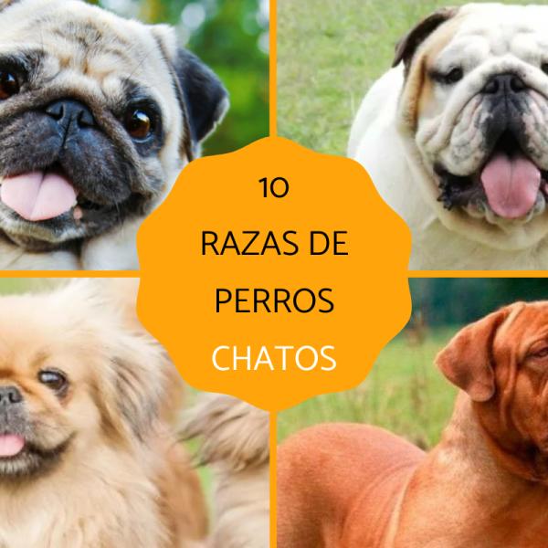 los perros tienen mejores narices que los humanos
