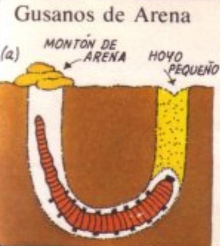Cómo coger gusanos de arena para pescar - Paso 1