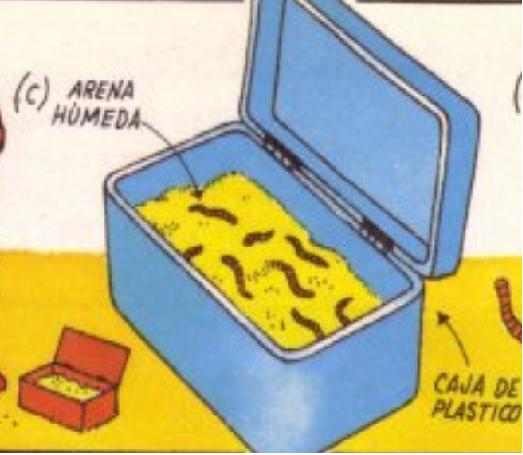 Cómo coger gusanos de arena para pescar - Paso 3