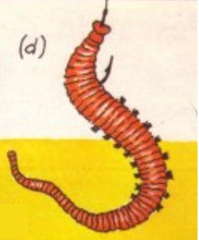 Cómo coger gusanos de arena para pescar - Paso 4