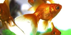 Cómo preparar el acuario de un Goldfish
