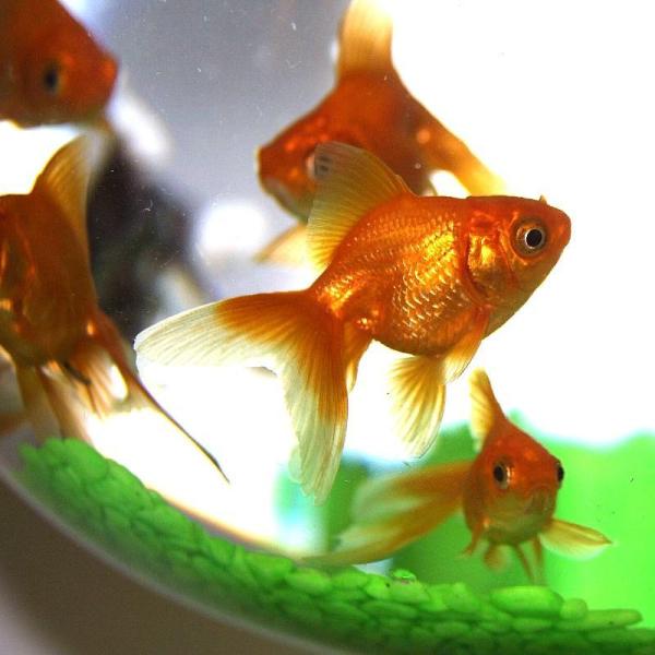 Cómo preparar el acuario de un Goldfish