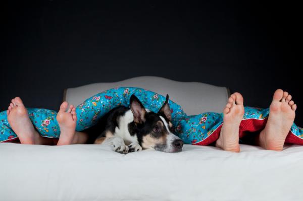 por qué los perros duermen a tus pies en la cama