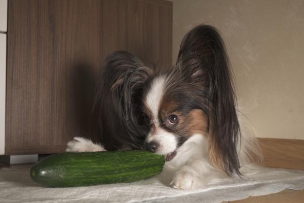 los perros pueden comer pepinos o tomates