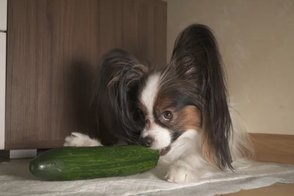 la piel del pepino es mala para los perros
