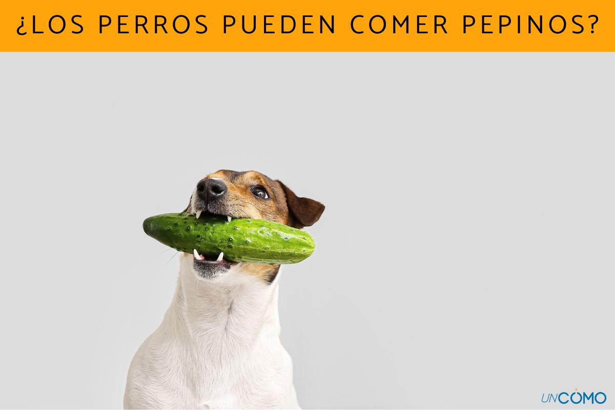 ¿Los perros pueden comer pepinos?