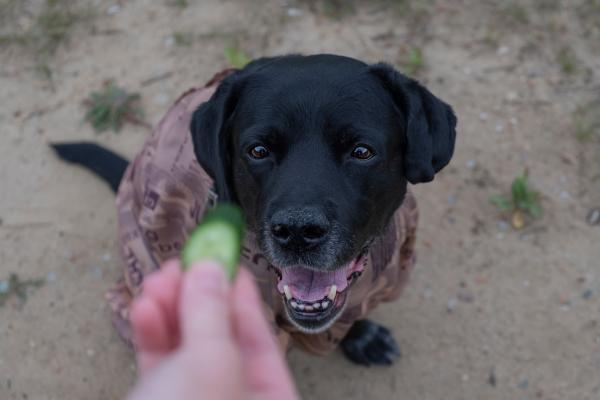 la piel del pepino es mala para los perros