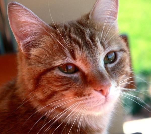 Cómo cuidar el pelo de mi gato