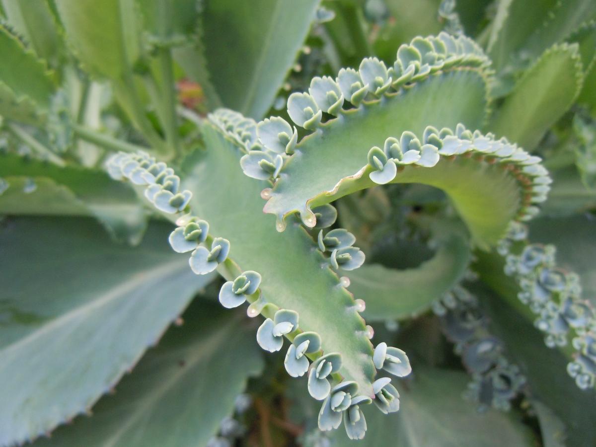 Propiedades y beneficios del Kalanchoe