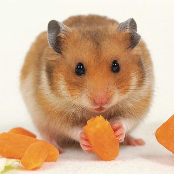 Qué verduras puede comer mi hámster