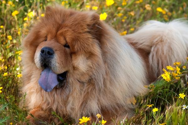 Perros que parecen leones: descubre estas razas peludas y con melena - Chow chow