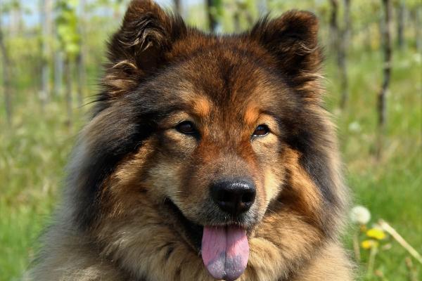 Perros que parecen leones: descubre estas razas peludas y con melena - Eurasier